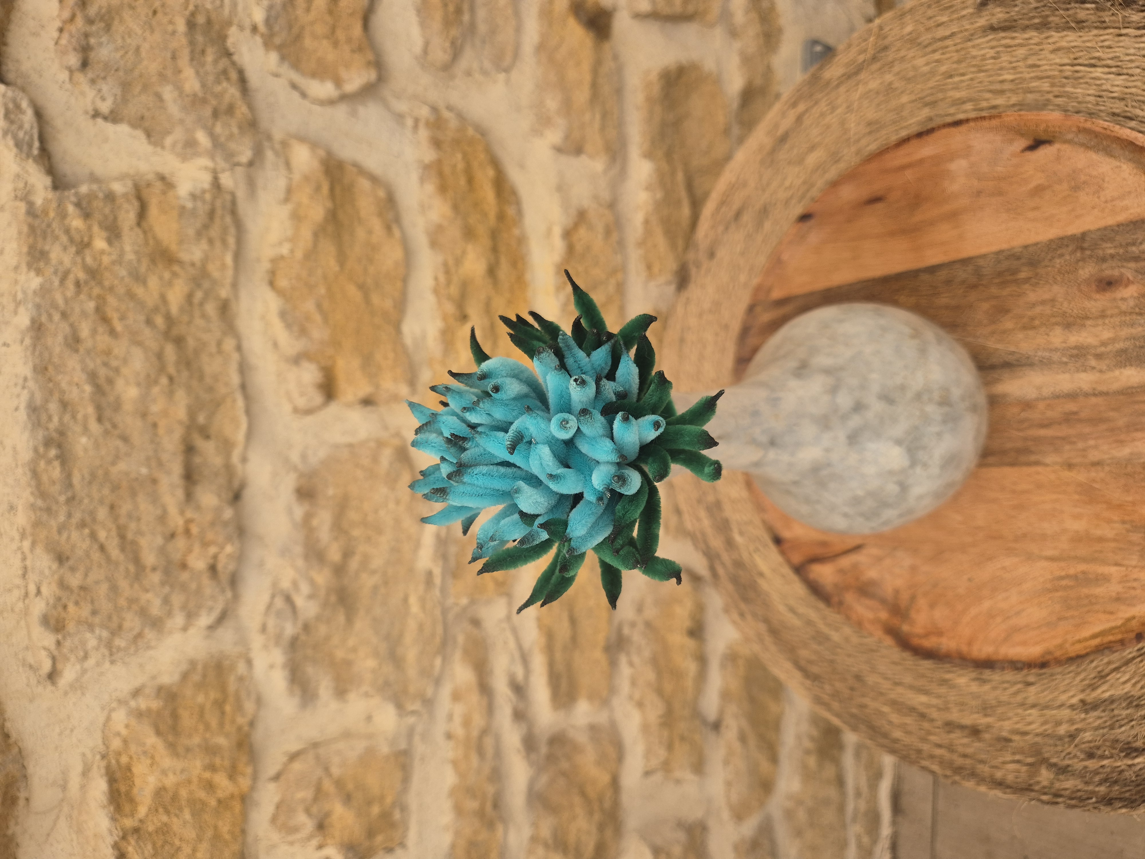 Chrysanthème bleu turquoise