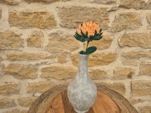 Chrysanthème orange clair