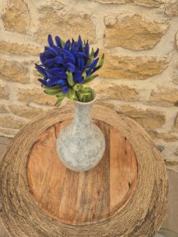 Chrysanthème bleu roi