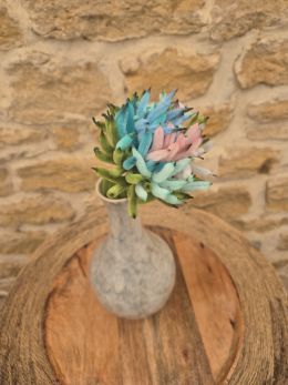 Chrysanthème multicolore