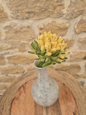 Chrysanthème jaune banane
