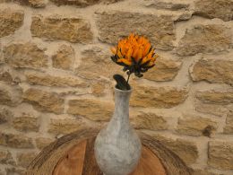 Chrysanthème orange
