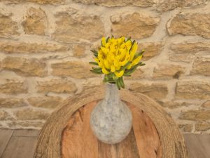 Chrysanthème jaune soleil